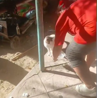 Nuestro Cariño Cruza Fronteras: Misión Animalista en Piura